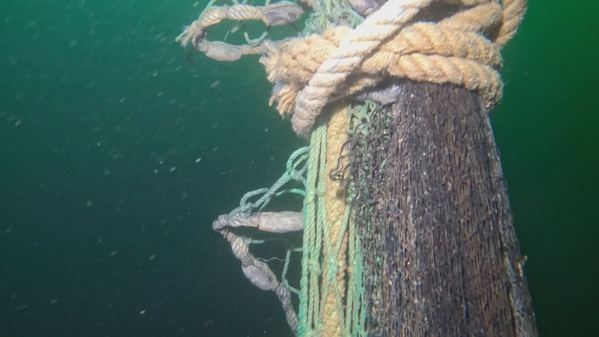 Marmara Denizi'nde deniz yaşamını koruma çalışmaları kapsamında yapılan etkinliklerden bir kesit.