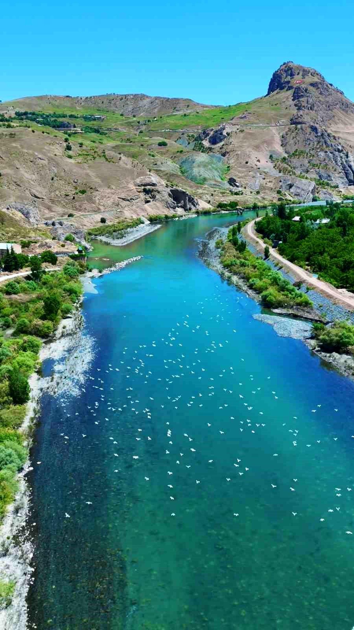 Murat Nehri üzerinde uçan martı sürüsü drone görüntüsü