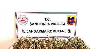 Şanlıurfa'da Ceylanpınar Tarım İşletmesine ait bahçedeki fıstık aşılarını çalmaya çalışan 3 kişi yakalandı