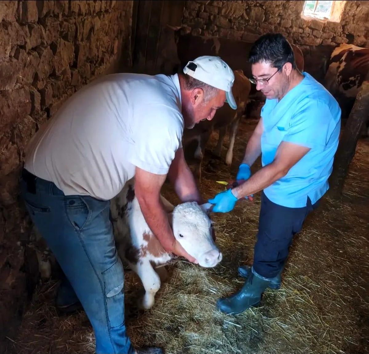 Ağın'da büyükbaş hayvanlarda aşılama ve küpeleme çalışması
