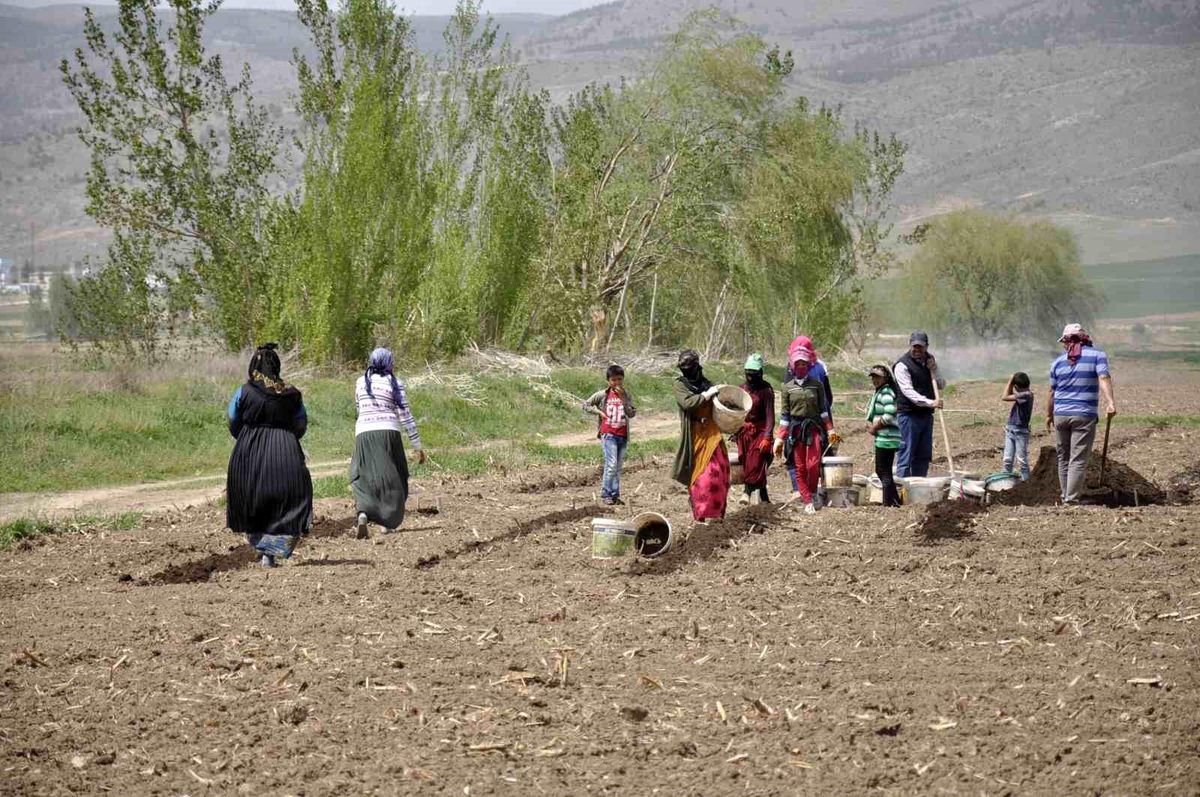 Erzincan'da tarımın görünmeyen kahramanları: Mevsimlik işçiler