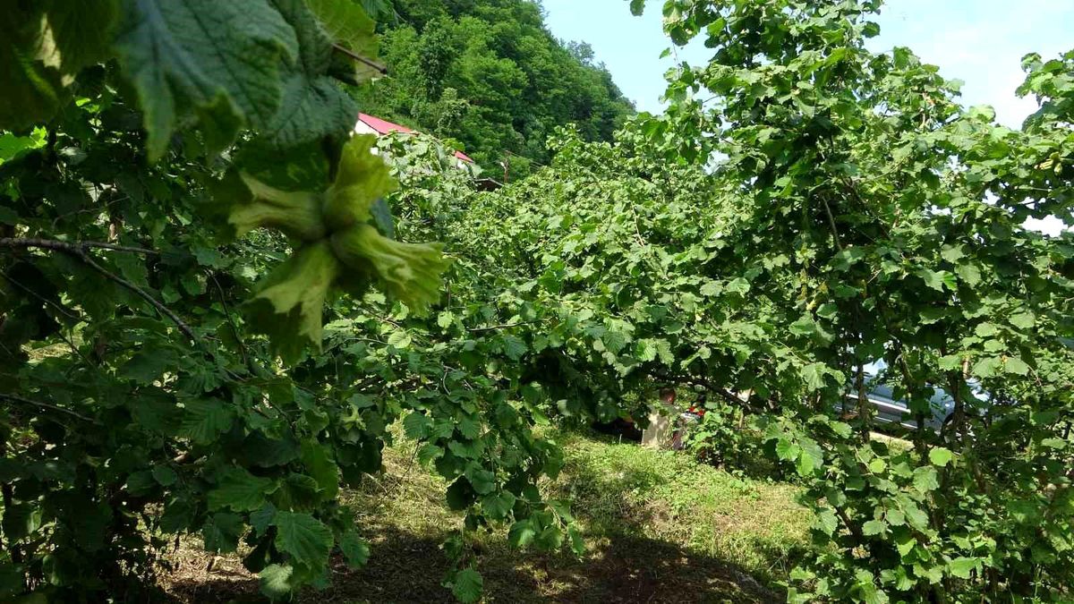 Giresun'da doğaya salınan samuray arıları