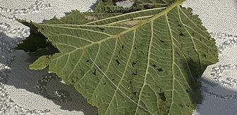 Giresun'da kahverengi kokarcaya karşı samuray arısı salımı başladı