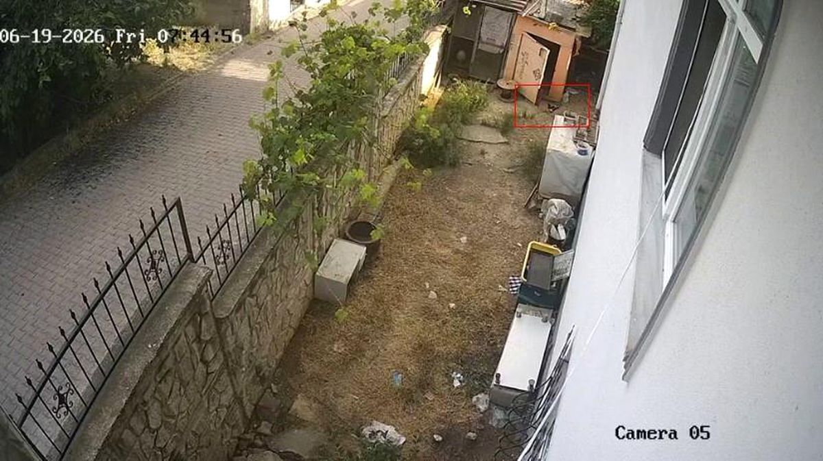 Darıca'da tavuk kümesinden yumurta çalan karga
