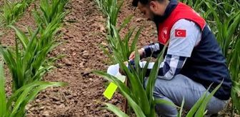 Kırklareli'nde batı mısır kök kurdu zararlısı ile mücadele sürüyor