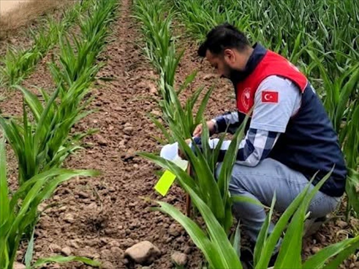 Kırklareli'nde batı mısır kök kurdu zararlısı ile mücadele sürüyor