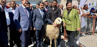 Kırşehir'de besicilere damızlık koç dağıtıldı