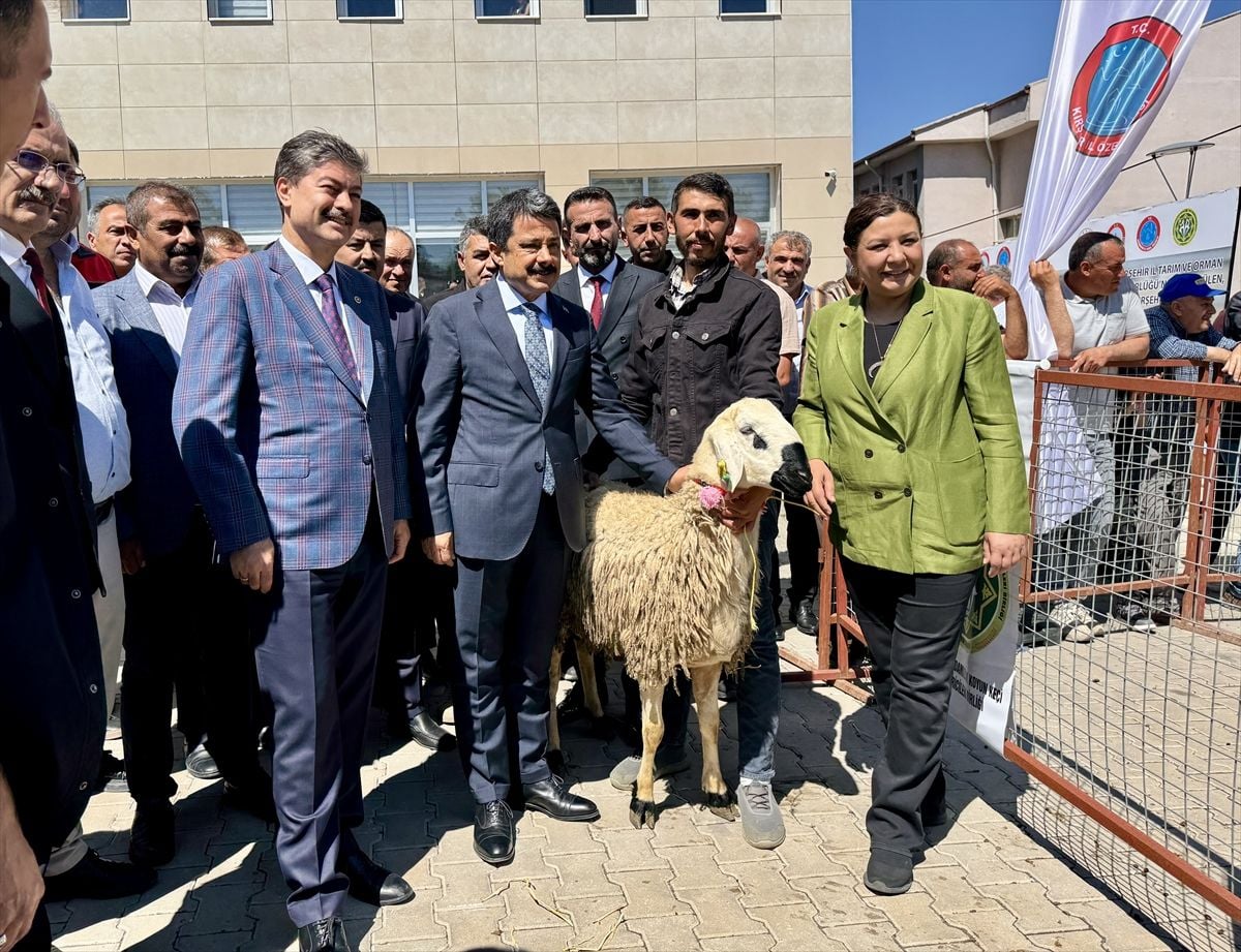Kırşehir'de besicilere dağıtılan damızlık koçlar