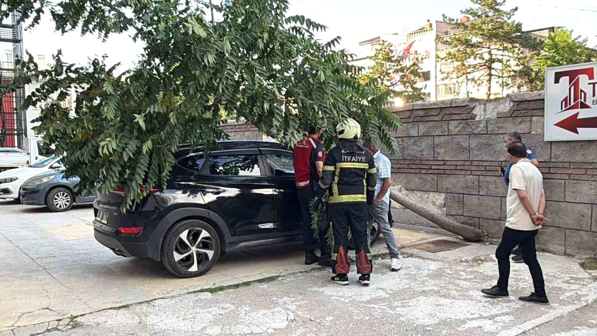 Kökü duvarın altında olan ağaç aracın üzerine devrildi