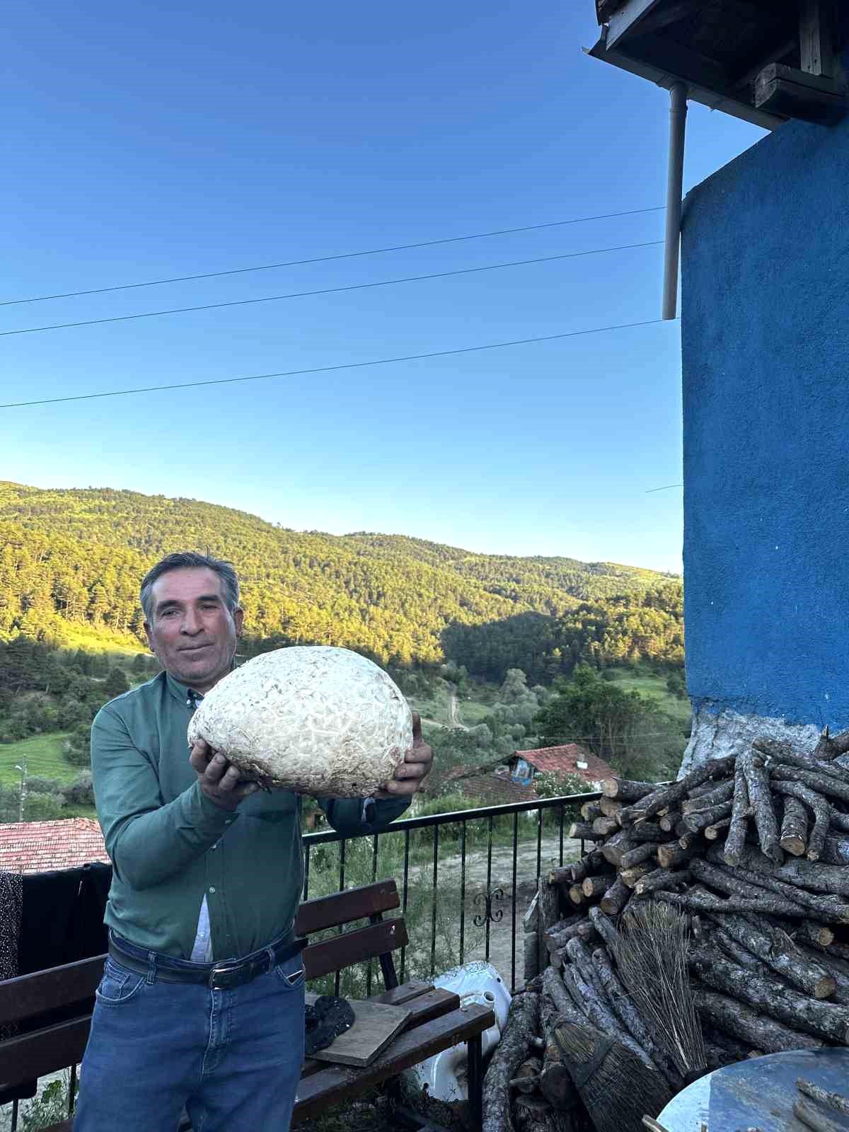 Vatandaşın bulduğu 5 kiloluk mantar şaşırttı