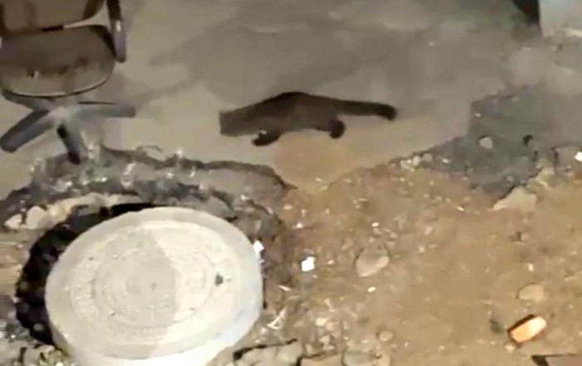 Yüksekova'da gece yarısı kameralara yakalandı: Görenler gözlerine inanamadı