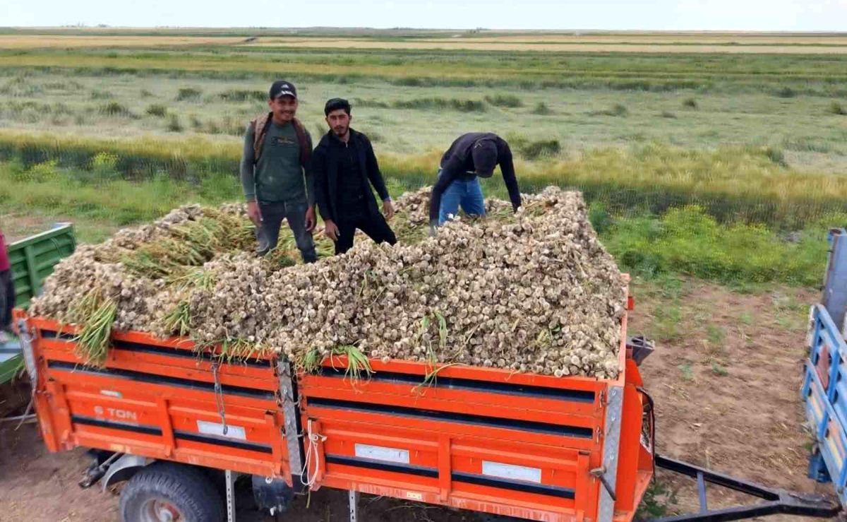 Aksaray'ın ata tohumundan yetiştirilen organik sarımsakların hasadı başladı