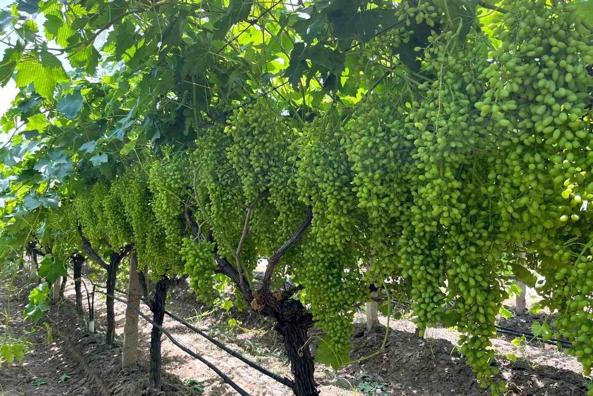 Manisa Sarıgöl'de üzüm bağlarında toprak tahlili çalışması