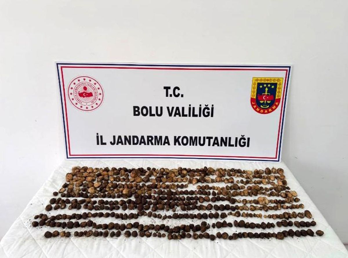 Bolu'da yasak olmasına rağmen salep toplayan kişilere kesilen ceza