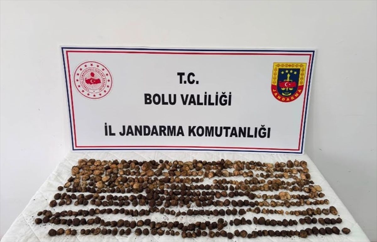 Bolu'nun Yeniçağa ilçesinde elinde yabani salep ile görülen kişilere ceza kesilmesiyle ilgili haber görseli.