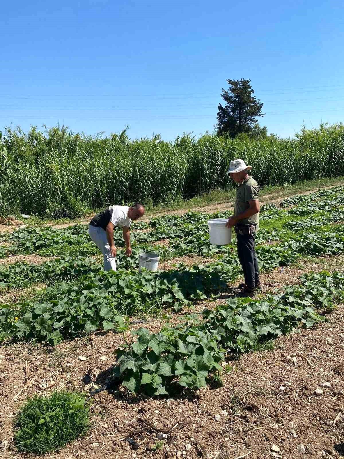 Didim'de tarım ekiplerinin salatalık tarlasındaki denetimi