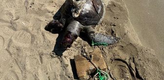 İzmir'de yüzgecine parke taşı bağlanan deniz kaplumbağası ölü bulundu