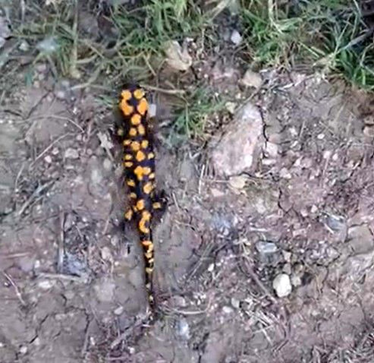 Kahramanmaraş'ta benekli semender görüntülendi
