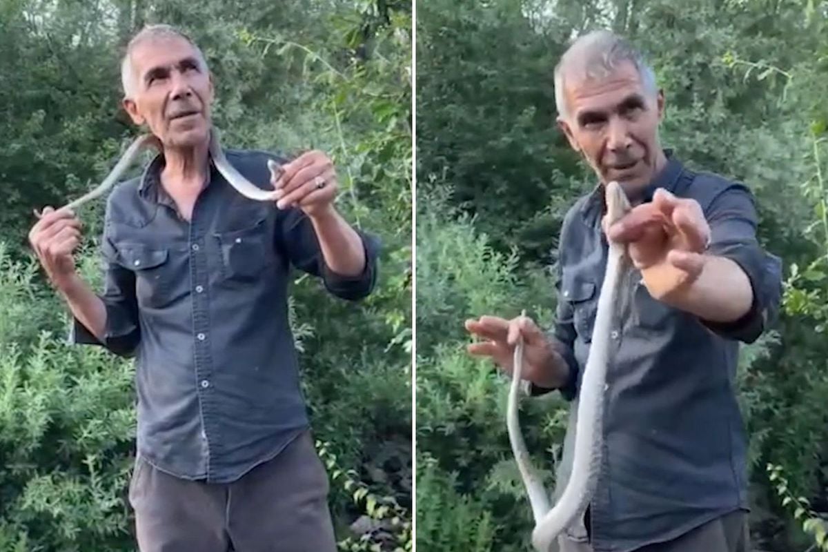 Bingöl'de bir vatandaşın engerek yılanını yakaladığı anlar