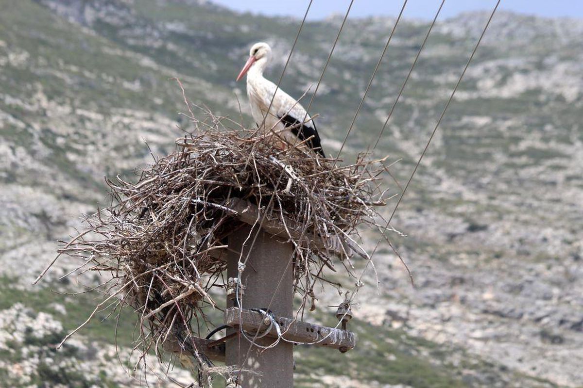 Söke'de güvenli platforma taşınan leylek yuvası