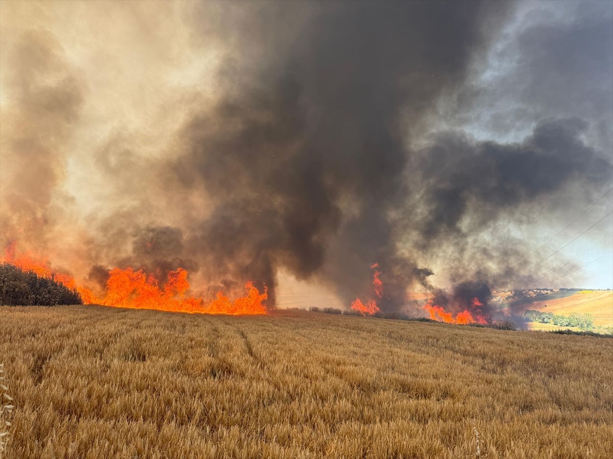 Tekirdağ'da buğday ekili tarlalarda çıkan yangına müdahale ediliyor