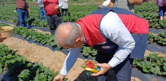 Çanakkale'de çilek hasat şenliği düzenlendi