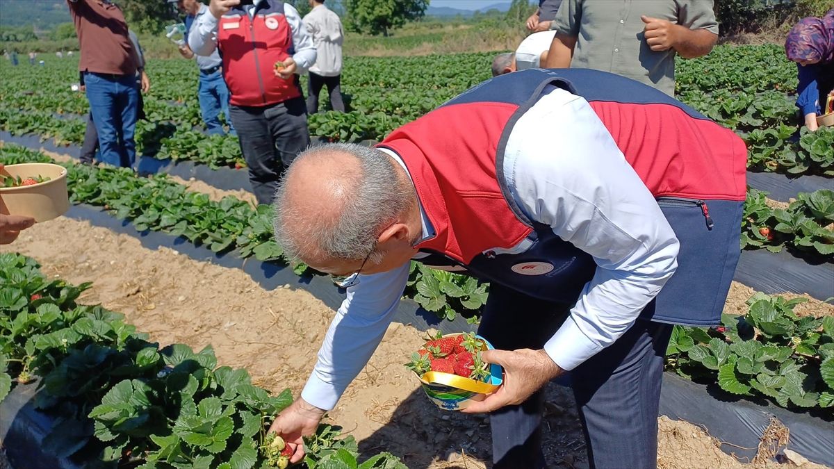 Çanakkale'de çilek hasat şenliği düzenlendi