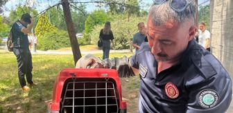 Eskişehir Osmangazi Üniversitesinde mahsur kalan sansar kurtarıldı