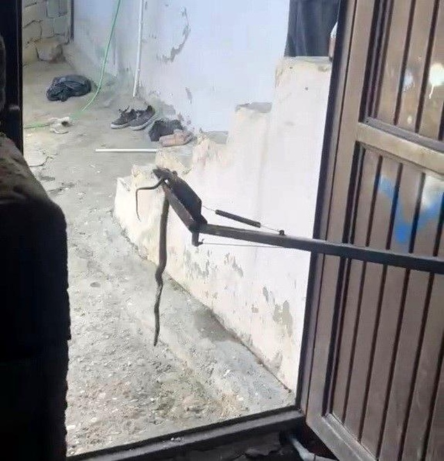 Eve giren yılan yakalanarak doğaya bırakıldı
