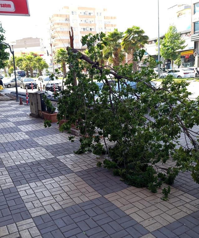 Kahta’da şiddetli rüzgar ağacı devirdi