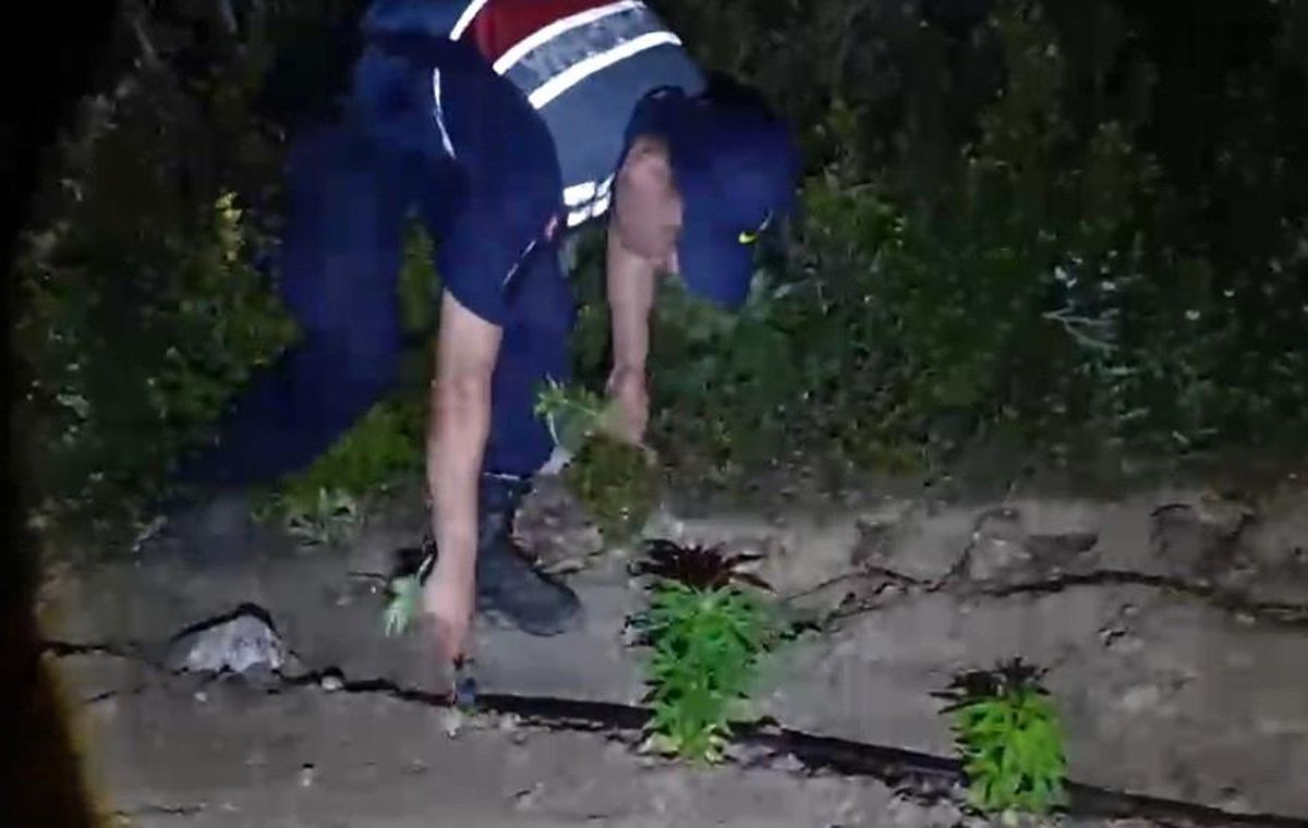 Mersin'de ormanlık alana ekilen bin 500 kök kenevir ele geçirildi