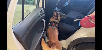 Narkotik köpeği Cessi'den başarılı operasyon
