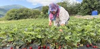 Samsun'da bin rakımlı yaylada çilek hasadı başladı