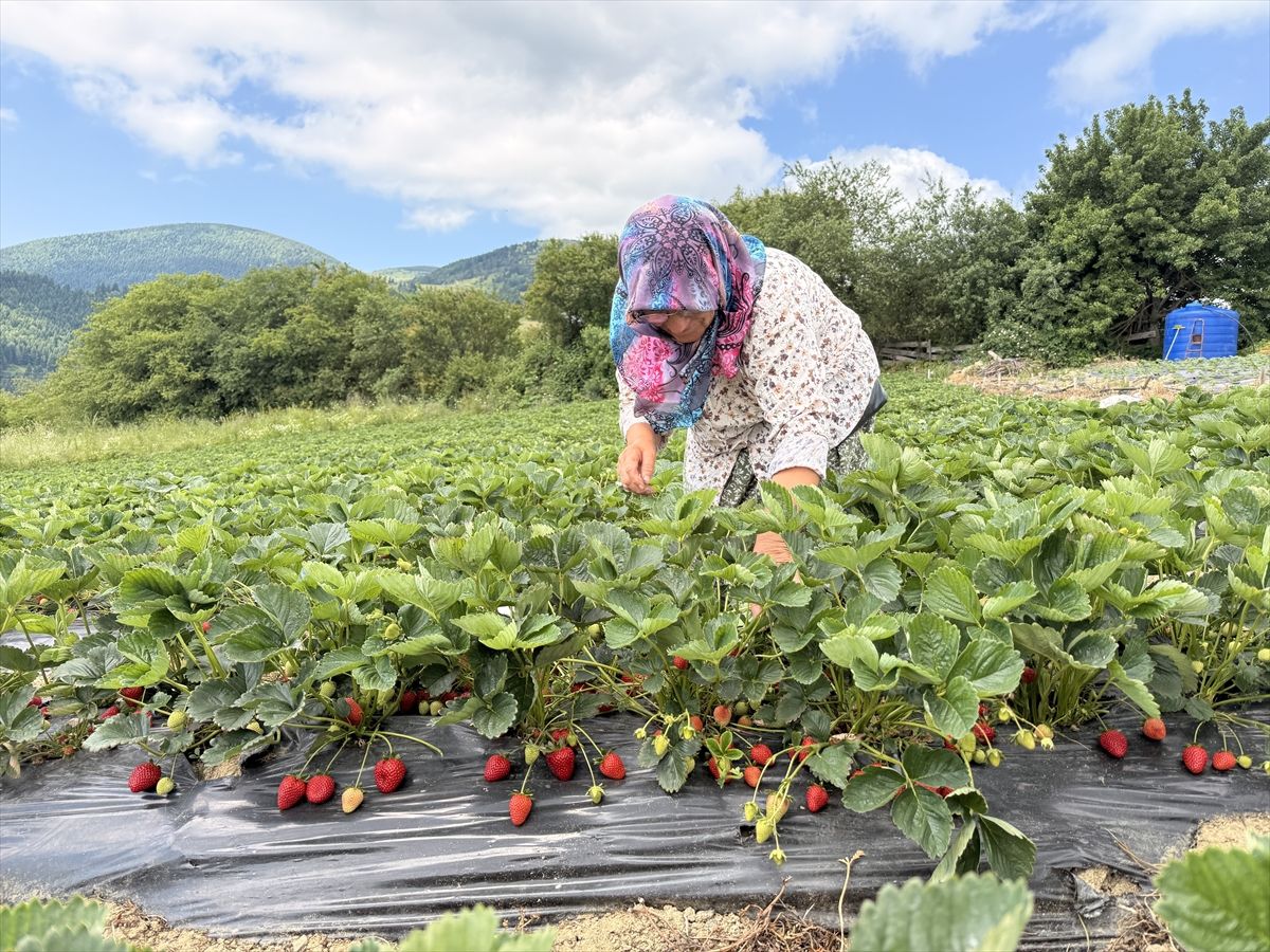 Samsun'da bin rakımlı yaylada çilek hasadı başladı