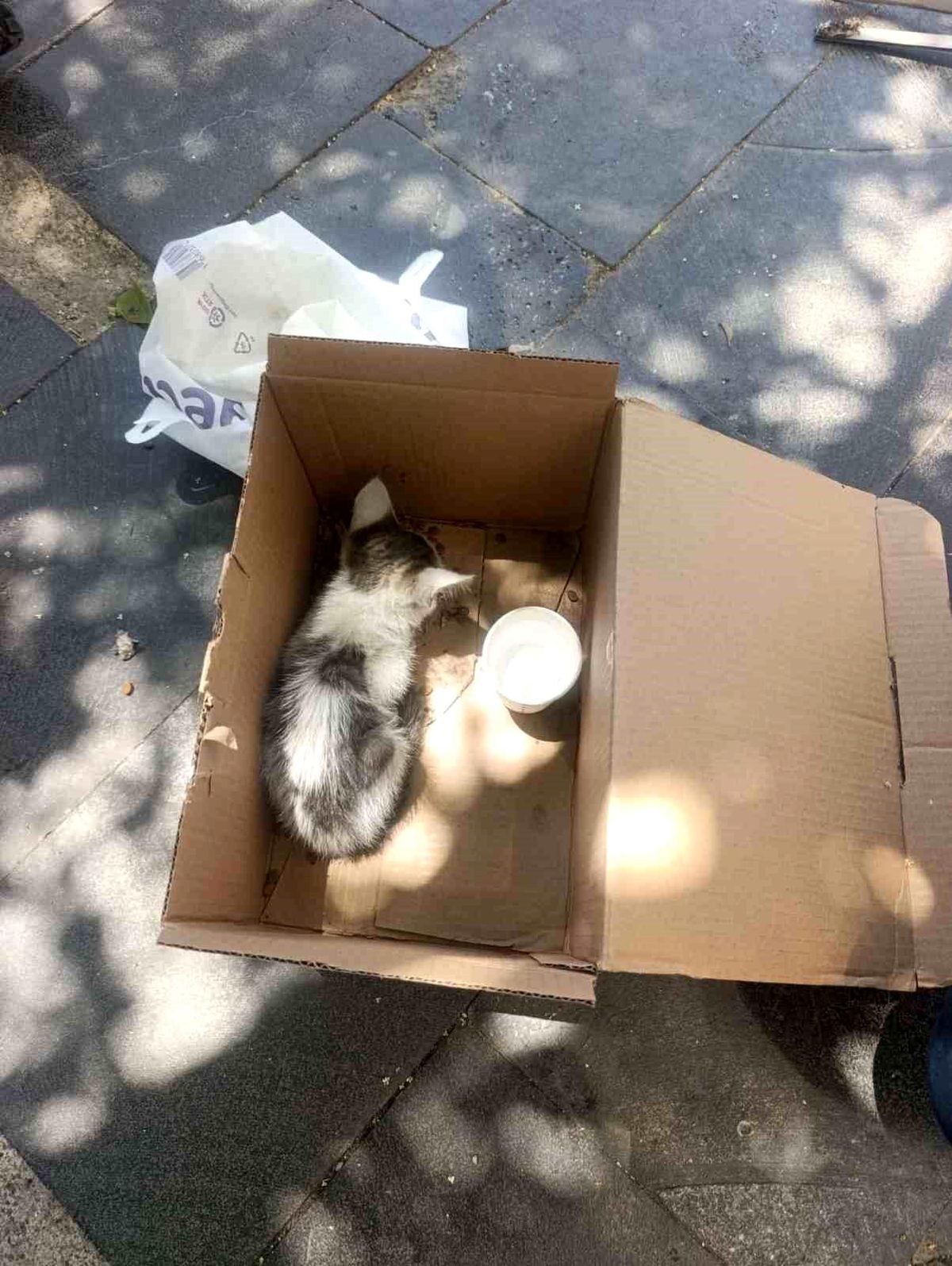 Siirt'te reklam panosuna sıkışan yavru kedi AFAD ekiplerince kurtarıldı