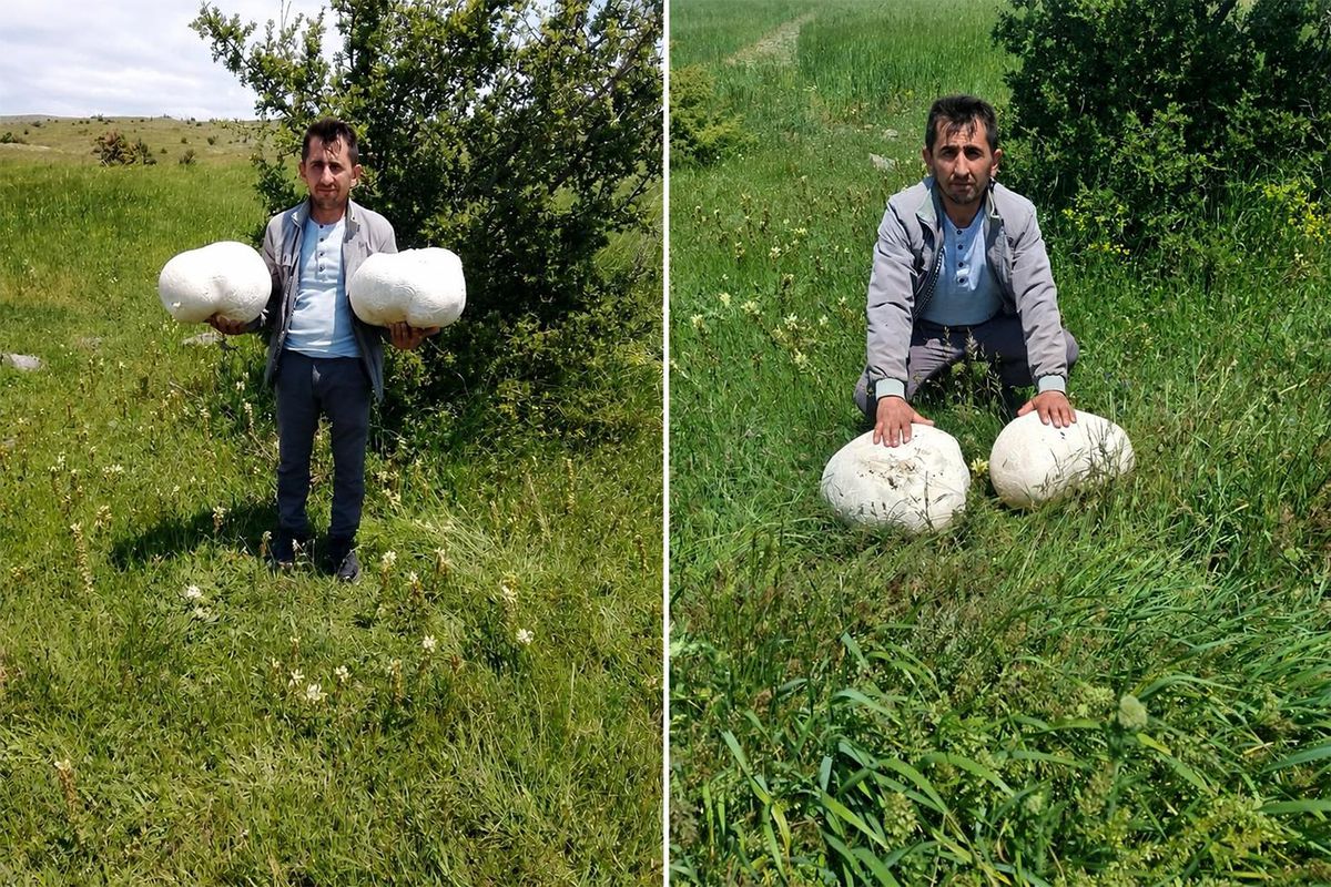 Sivas’ta dev keşif: Muhtarın bulduğu 20 kiloluk mantar şaşırttı