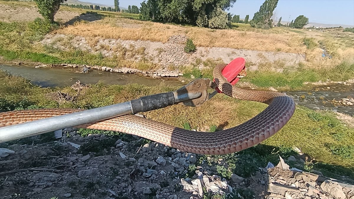 Şarkışla'da eve giren yılan itfaiye ekipleri tarafından yakalandı