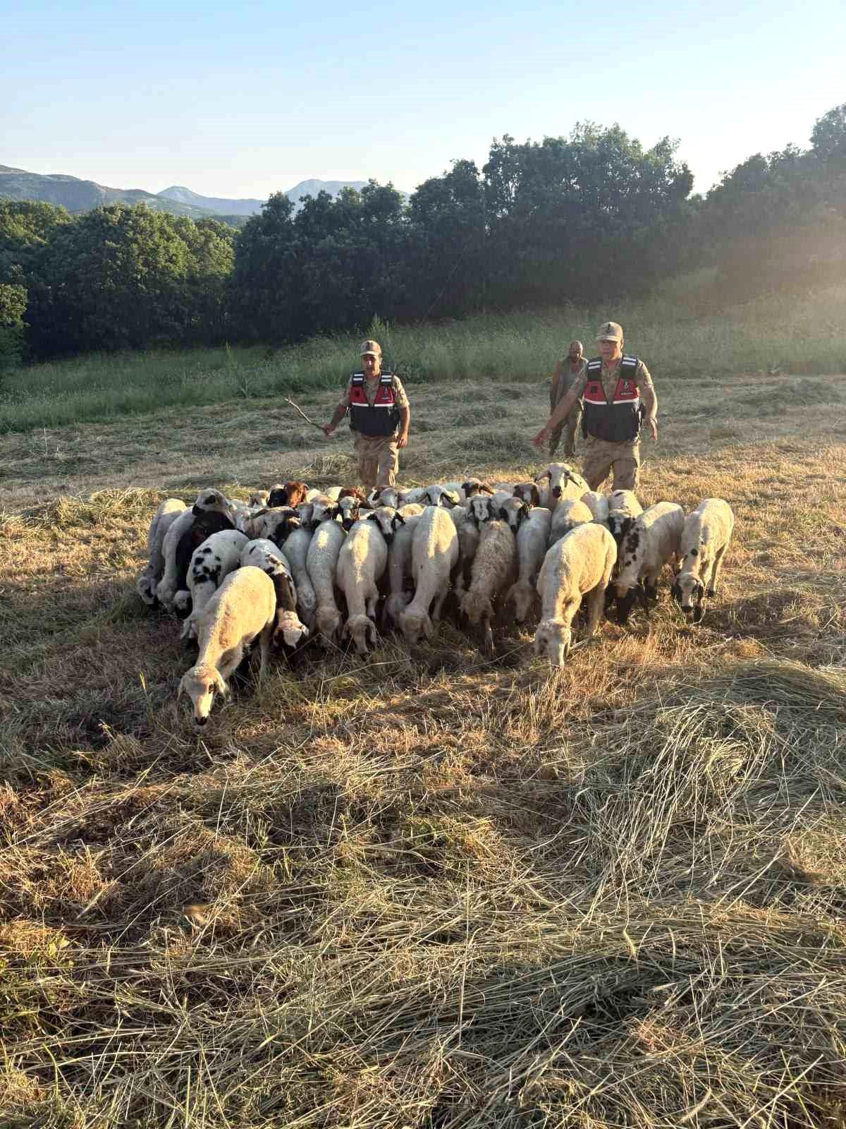 Tunceli'de kayıp küçükbaş hayvanlar dron desteğiyle bulundu