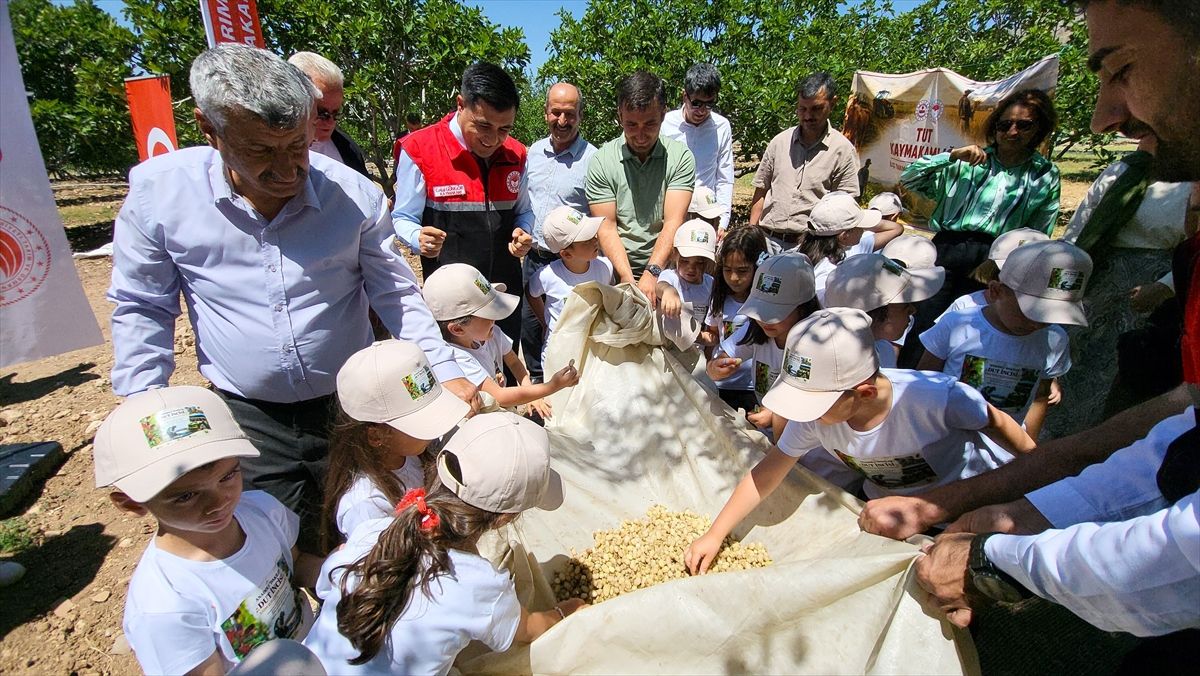Adıyaman Tut'ta coğrafi işaretli dut hasadından bir görüntü