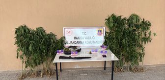 Uyuşturucu üretimi için ormanda kenevir yetiştirdiği fotokapanla belirlenen şüpheli tutuklandı
