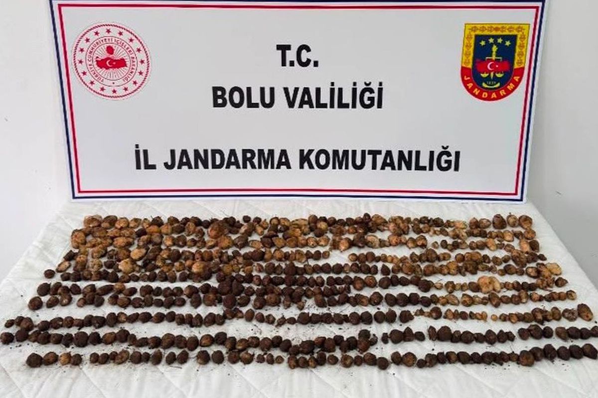Doğada bulup topladılar! Yakalanınca 2 milyon TL ceza yediler