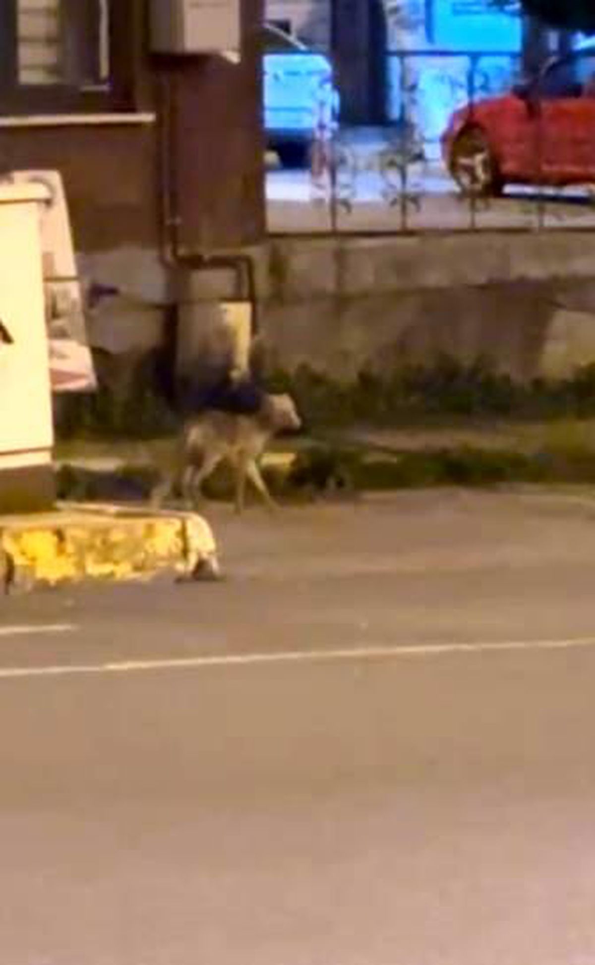 Ardahan şehir merkezinde gece saatlerinde görüntülenen bir tilki.