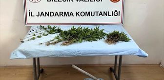 Bilecik'te ormanlık alanda Hint keneviri yetiştiren zanlı yakalandı