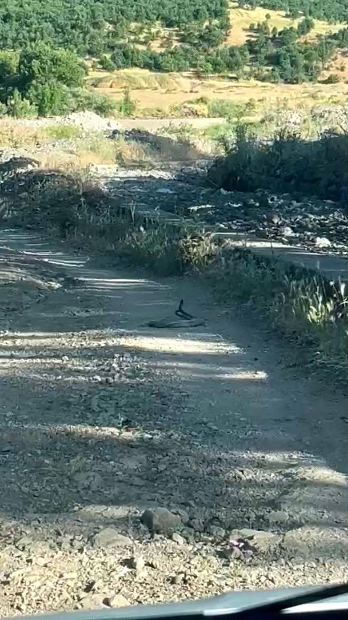 Bingöl'de görüntülenen yılanların çiftleşme anı
