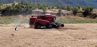 Sinop'un Durağan ilçesinde ıslah edilen tarım arazisinde buğday hasadı yapıldı