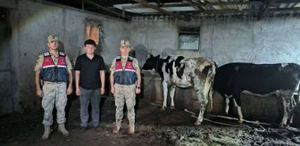 Kilis'te Jandarma Kaybolan 3 Büyükbaş Hayvanı Buldu
