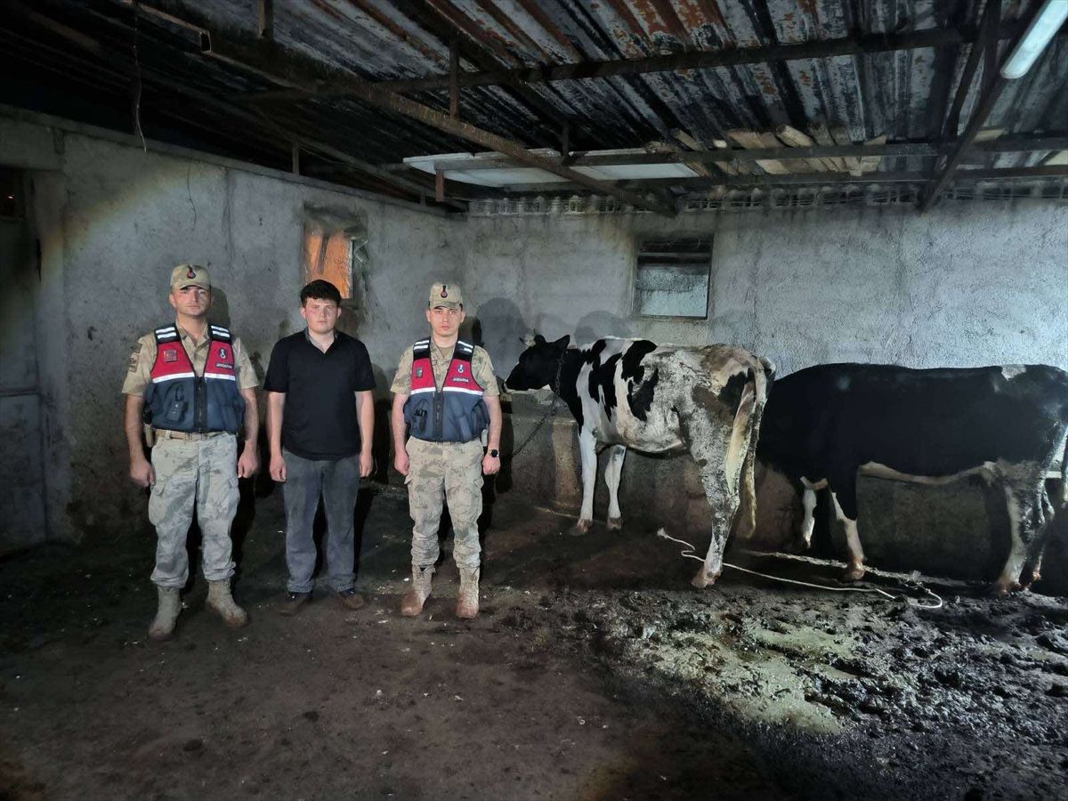 Kilis'te Jandarma Kaybolan 3 Büyükbaş Hayvanı Buldu