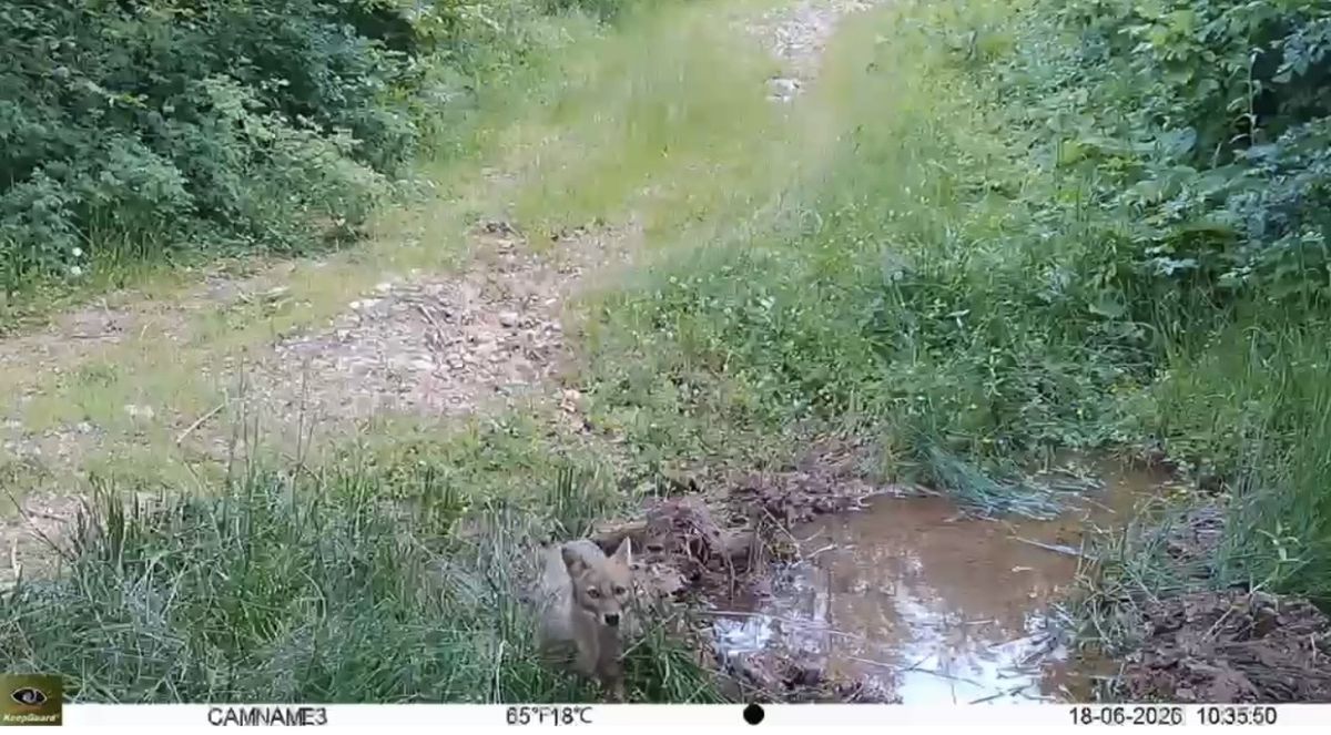 BARTIN ve Kastamonu Arasında Fotokapanla Yaban Hayatı Görüntülendi