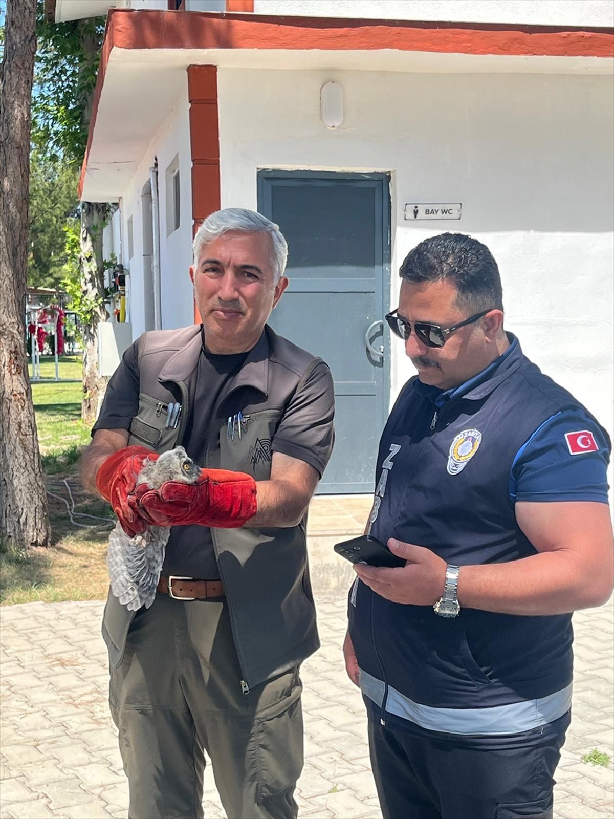 Malatya'da zabıta ekipleri tarafından bulunan baykuş yavrusu