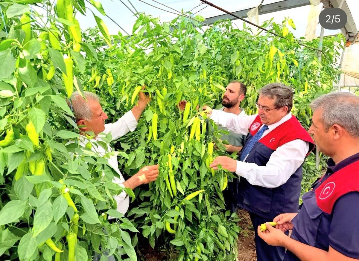 Mersin'de bir serada kapya biber üretimi incelemesi yapan tarım müdürlüğü yetkilileri